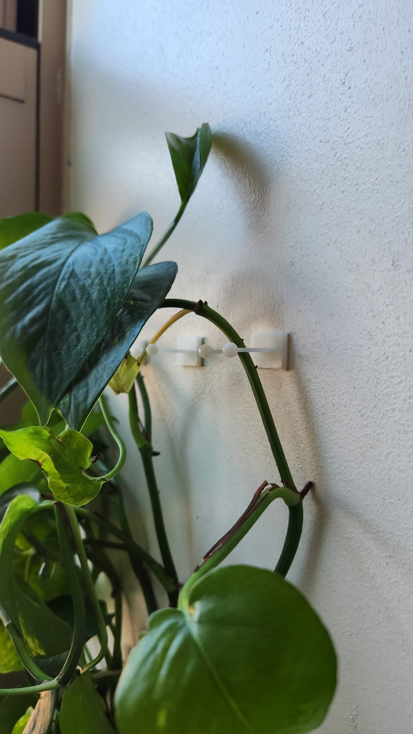 Easy-Install Wall Clips for Plants